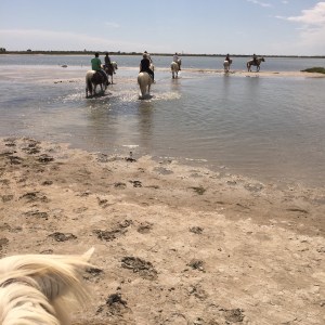 En utrolig opplevelse å ri utover våtmarkene i Le Camargue!